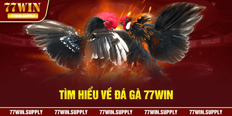 Tìm hiểu về Đá gà 77win