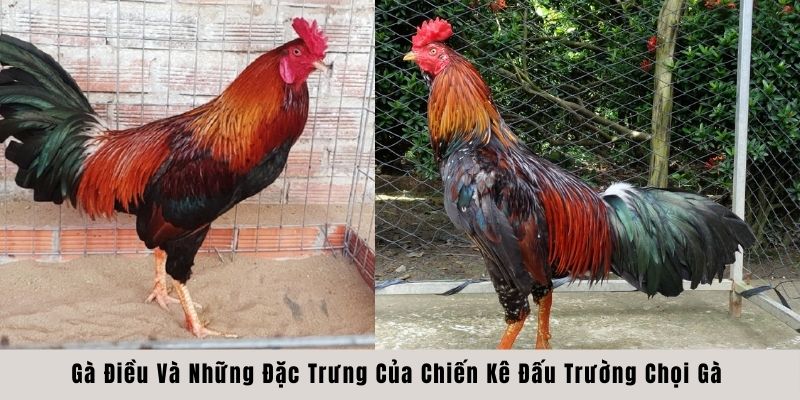 Gà điều và những đặc trưng cần biết